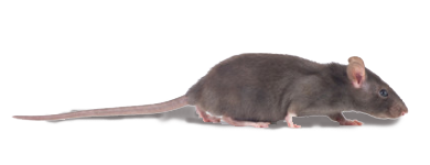 Rat exterminators Gold Coast