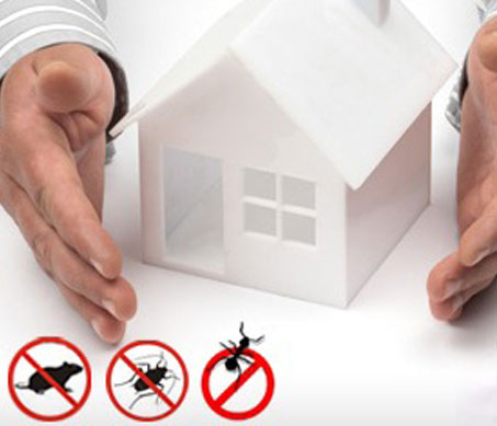 Cockroach control Gold Coast & NSW