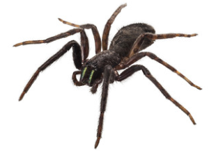 Spider exterminators Gold Coast & NSW